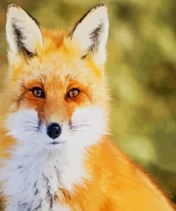 Beautiful Female Fox paint by numbers