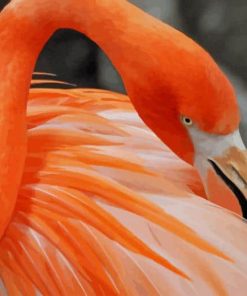 Beautiful Flamingo Bird paint by number