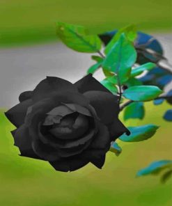 Beautiful Flower Black Rose paint by numbers