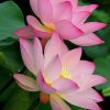 Beautiful Flowers Lotus paint by numbers
