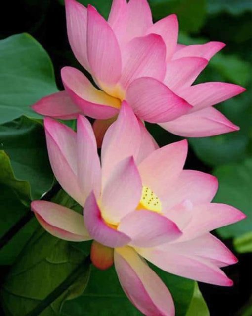 Beautiful Flowers Lotus paint by numbers
