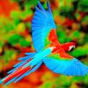 Flying Colorful Parrot paint by numbers
