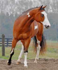 Beautiful Brown Horse paint by numbers