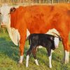 Beautiful Mum Cow and Her Baby paint by numbers