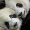 Beautiful Panda Couple paint by numbers