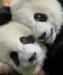 Beautiful Panda Couple paint by numbers