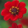 Beautiful Red Flower paint by numbers
