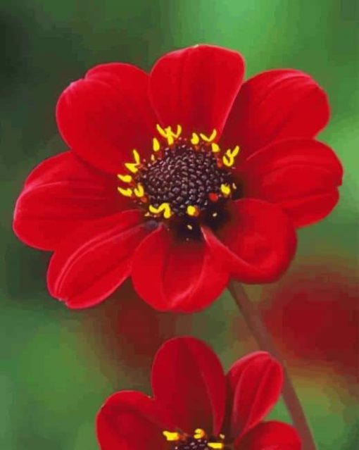 Beautiful Red Flower paint by numbers