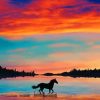 Beautiful Sky And Horse paint By numbers