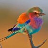 Beautiful Small Colourful Bird paint by numbers