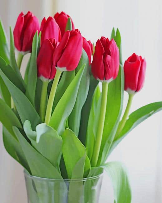 Beautiful Vase With Red Tulip paint by numbers