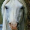 Beautiful White Horse paint by numbers