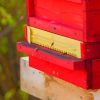 Bees In A Red Box paint by numbers