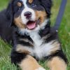 Bernese Mountain Baby Dog paint by numbers