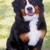 bernese mountain dog paint by numbers