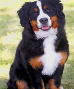 bernese mountain dog paint by numbers