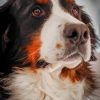 Bernese Mountain Dog Portrait paint by numbers