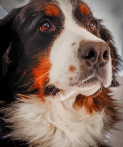 Bernese Mountain Dog Portrait paint by numbers