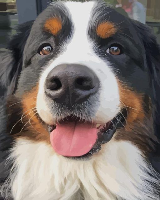 Bernese Mountain Dog paint by numbers