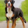 Bernese Mountain Greater Swiss Dog paint by numbers