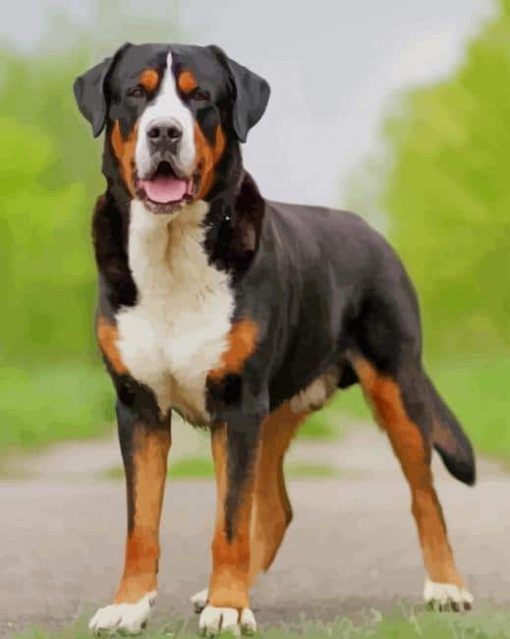 Bernese Mountain Greater Swiss Dog paint by numbers