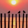 Birds Sunset Paint By numbers