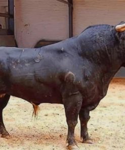 Black Bull Animal paint by numbers