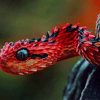 Black and Red Snake paint by numbers