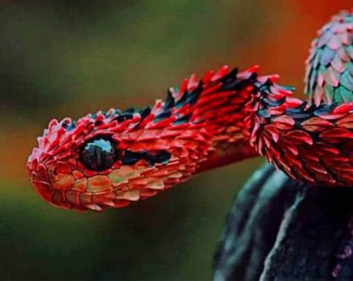 Black and Red Snake paint by numbers