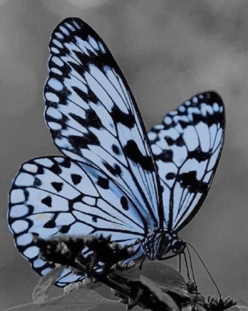 Black And White Butterfly paint by numbers
