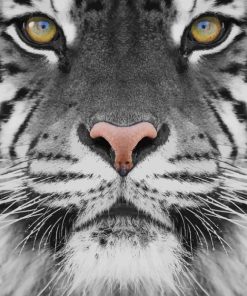 black and white tiger photography paint by number