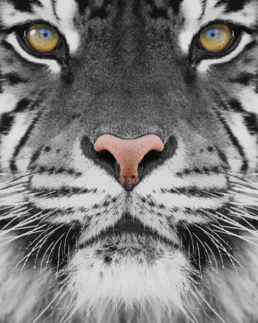 black and white tiger photography paint by number