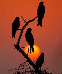 Black Birds At Sunset paint by numbers