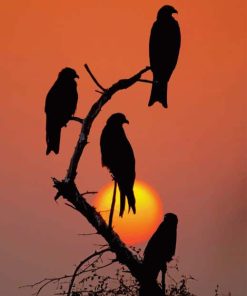 black birds at sunset paint by number