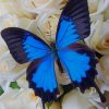 Blue And White Butterfly paint by numbers