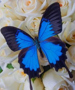 Blue And White Butterfly paint by numbers
