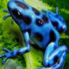 Blue And Black Poison Dart Frog paint by numbers