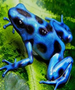Blue And Black Poison Dart Frog paint by numbers