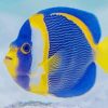 Blue And Yellow Aquarium paint by number Fish