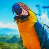 blue and yellow macaw paint by number