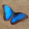 Blue And Black Butterfly painting by numbers