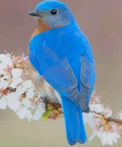Blue Bird paint by numbers