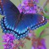 Blue Butterfly In Michigan paint by numbers