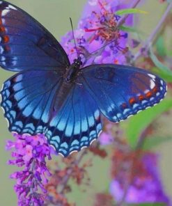 Blue Butterfly In Michigan paint by numbers