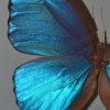 blue butterfly paint by numbers