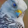 Blue Eyed Peregrine Falcon paint by numbers