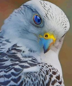 Blue Eyed Peregrine Falcon paint by numbers