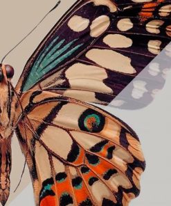Blue Orange Tan Butterfly paint by numbers