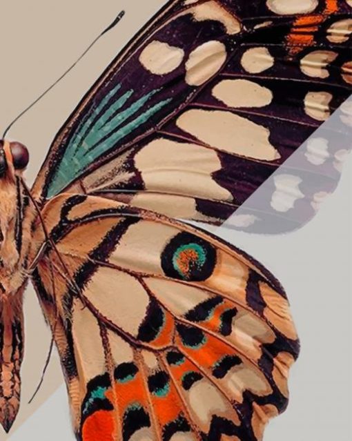 Blue Orange Tan Butterfly paint by numbers