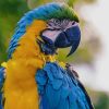 Yellow And Blue Colored Parrot paint by numbers